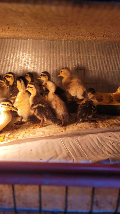 Boboci de rață rasa Rouen / Pui de rata / Oua de rata pentru incubat