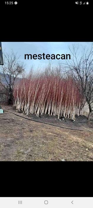 Mesteacăn cu coaja alba
