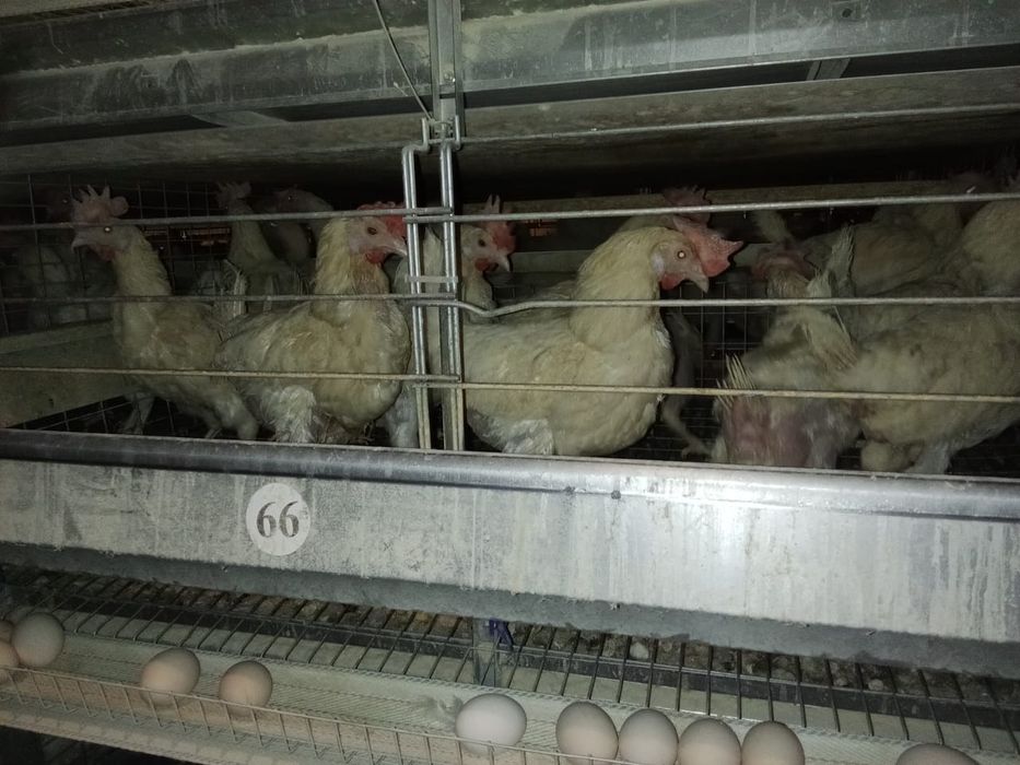 Куры несушки продажа