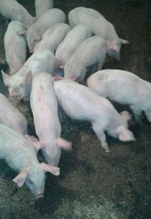 Продам поросят 1-2,5 месяца!