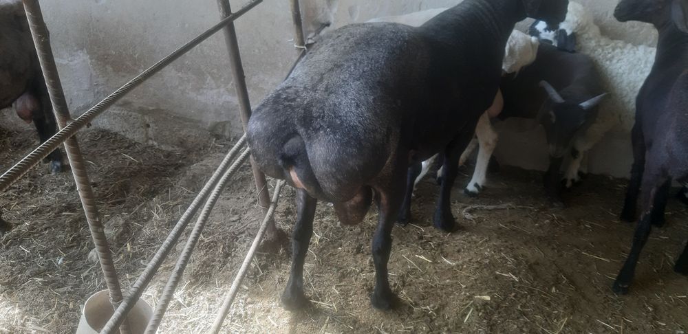 Баран и Козёл продажа Бухара
