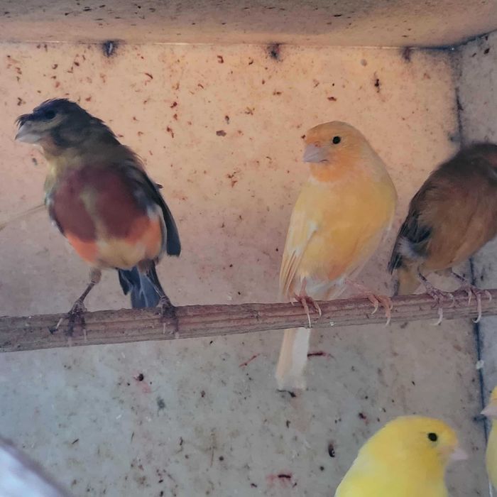 Canari de culoare si cantec