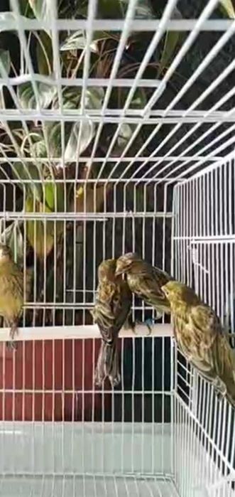 Канарейки певчие