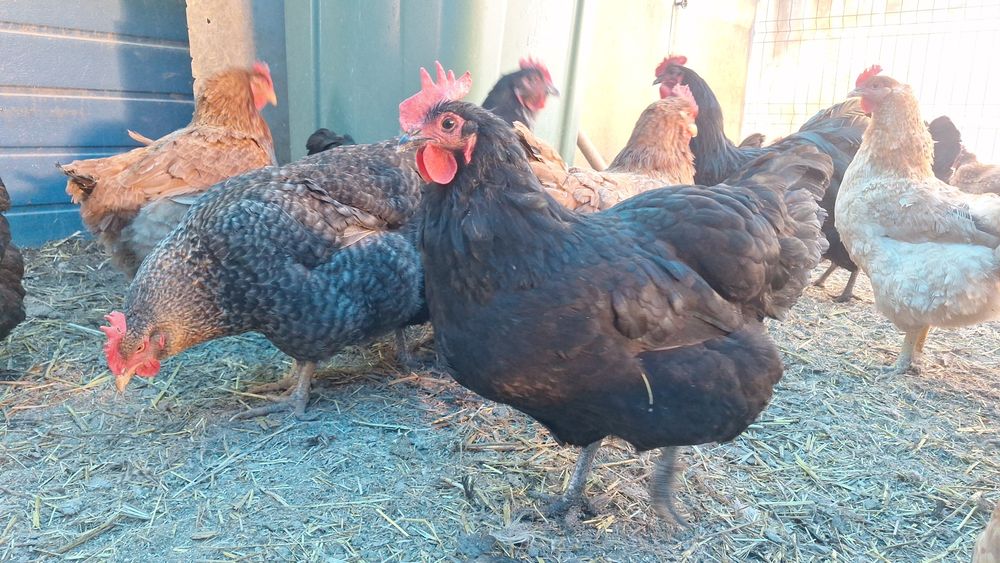 Ouă proaspete de găină