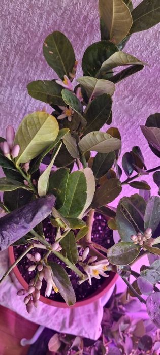 Лимоны ,мандарины.цветут и с плодами