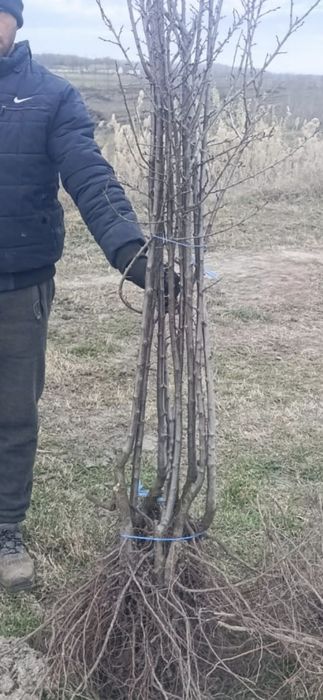 Cais Nuc Chandler Visin Piersic KAKI Rodiu Dud Prun Castan>RO Aronia