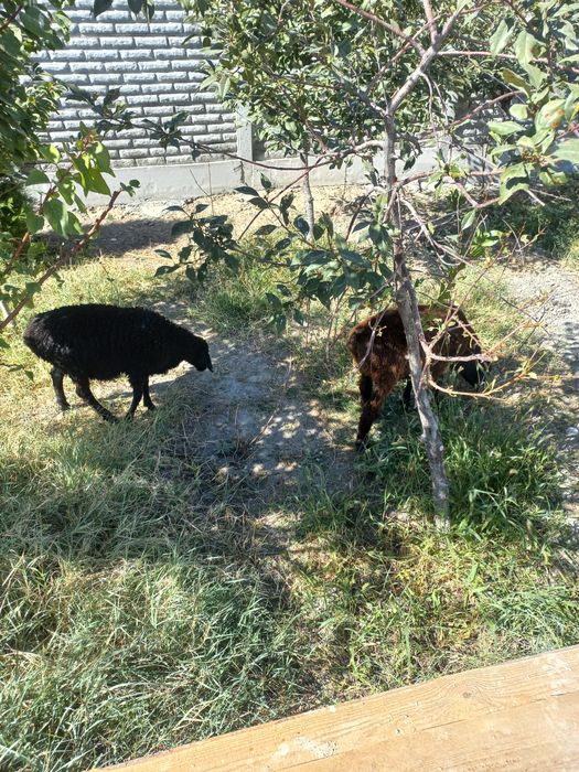 Продам баранов 2 штуки