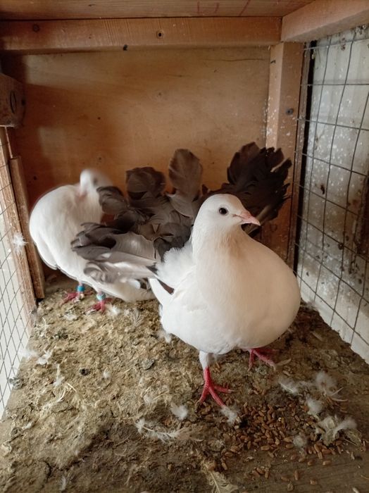 Павлины голуби взрослые