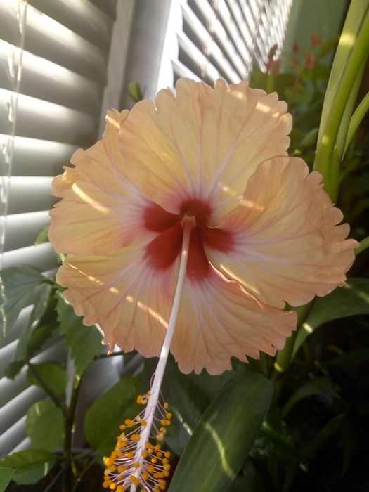 Традесканция,кротон,драцена фраганс,кливия,сенсевиера,красула,хибискус