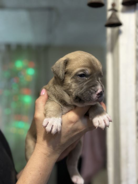 Щенки в хорошие руки