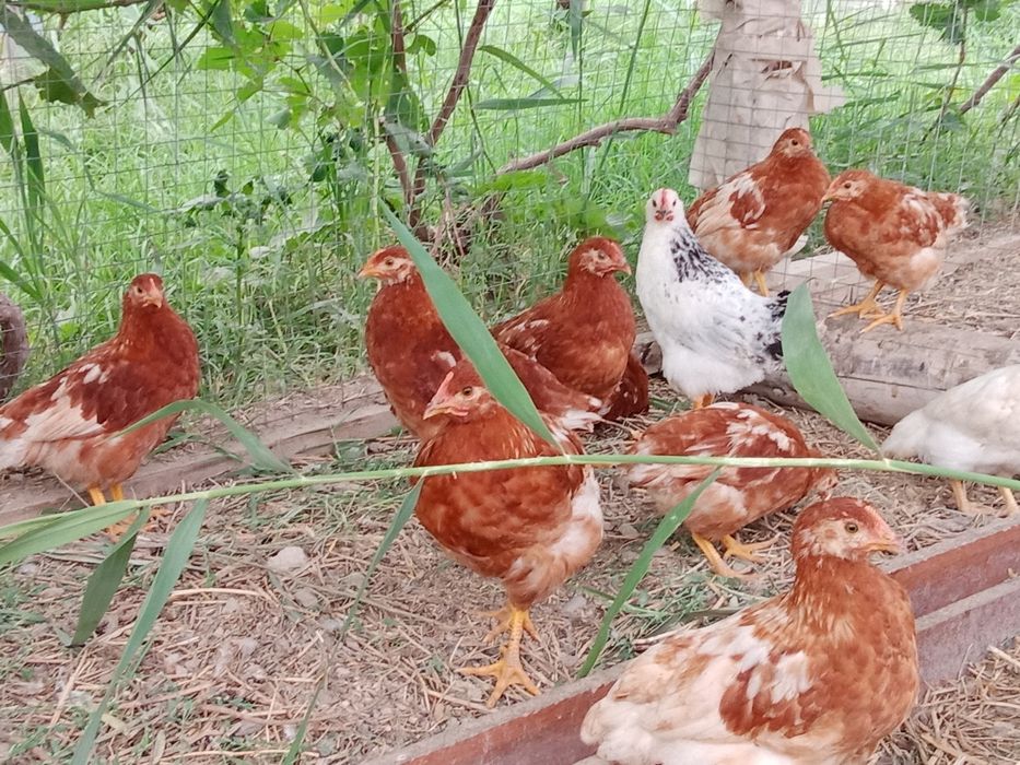 Балапандар пародалы