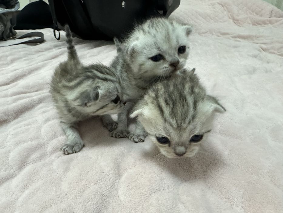 Продам Шотландских котят