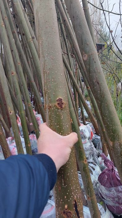 Дерево Павловния