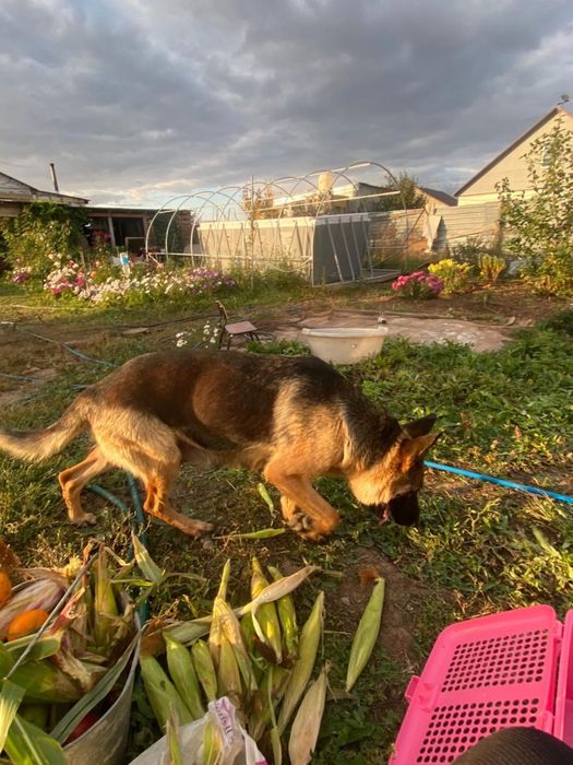 Немецкая овчарка щенки