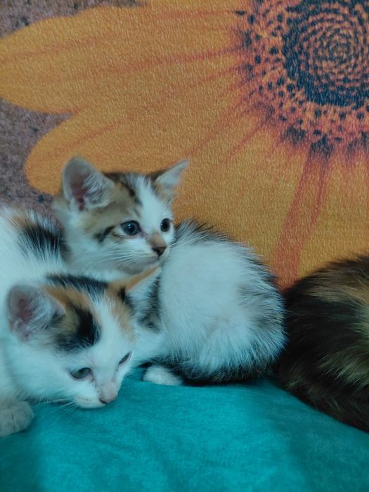 Отдам котят даром в добрые руки.