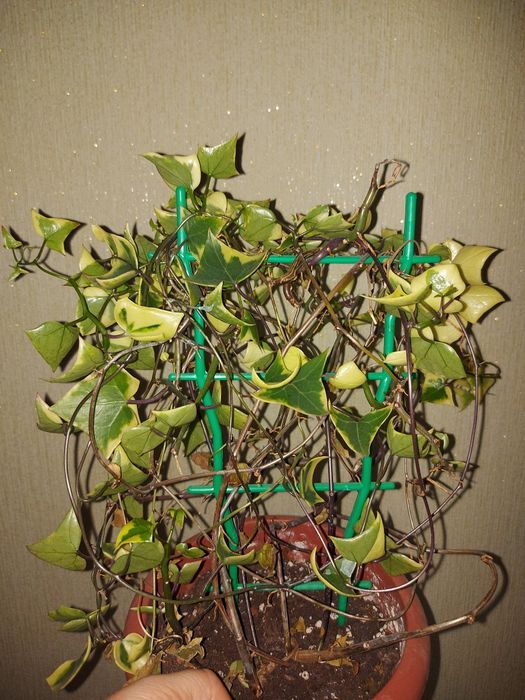 Крестовник крупноязычковый