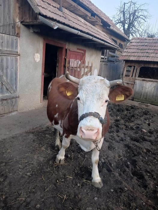 Vând vacă gestanta de 3 luni jumate