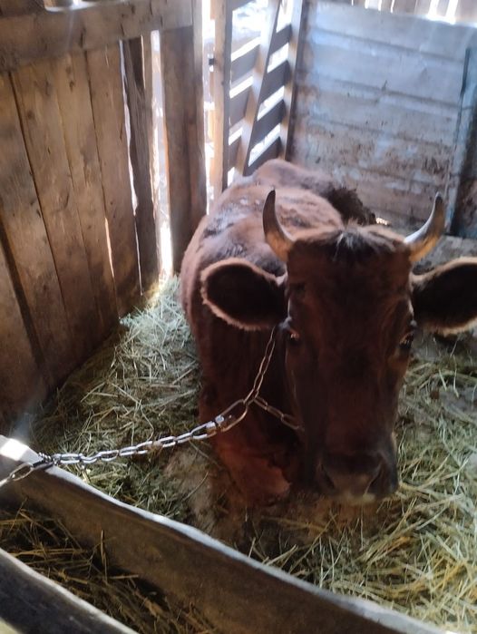 Продам корову первотелка