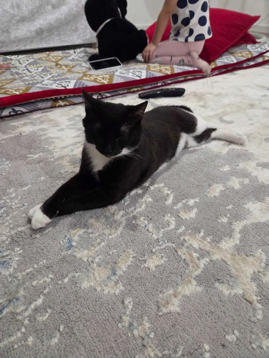 Котёнок 5 месяцев