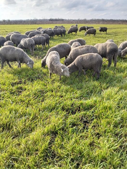 Oii tinere și gestionarea