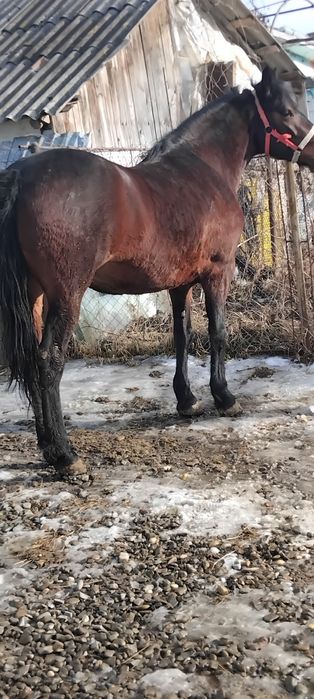 Vând iapa de 3 ani foarte cuminte curata la picioare se probează cum d