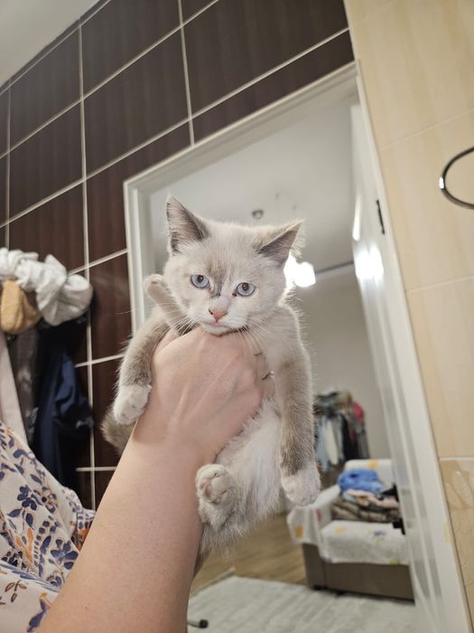 Отдам котят бесплатно