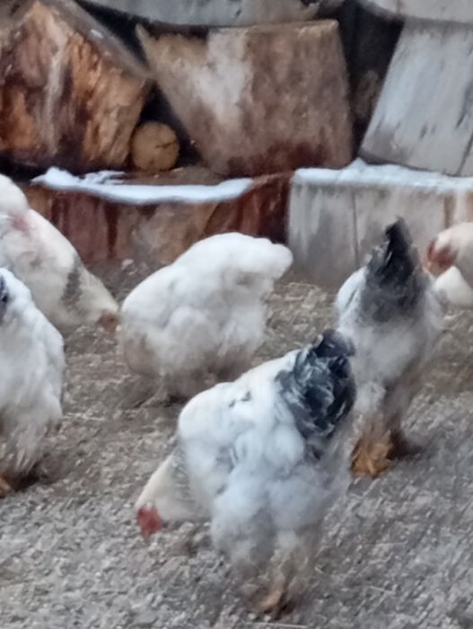 Продам куриц и петухом