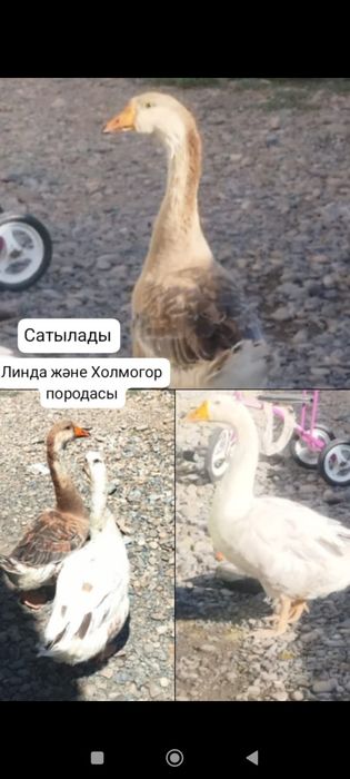 Гусы қаз сатылады