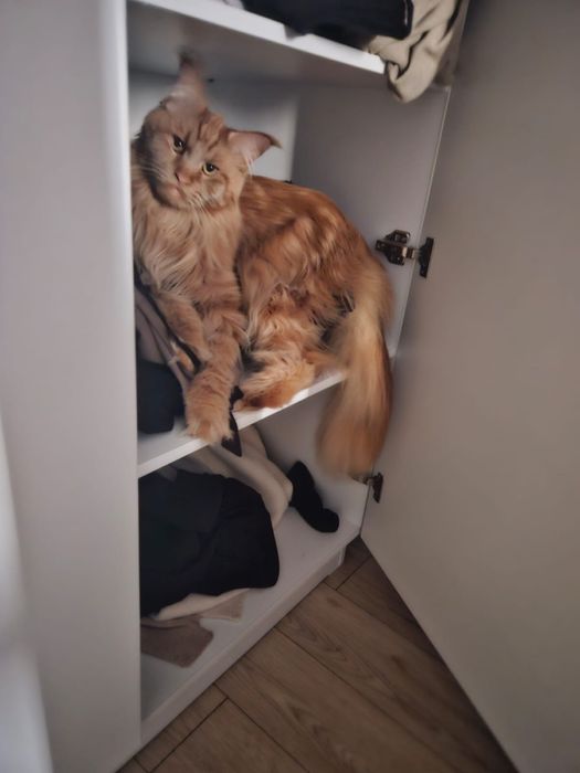 Мейн кун беслатно