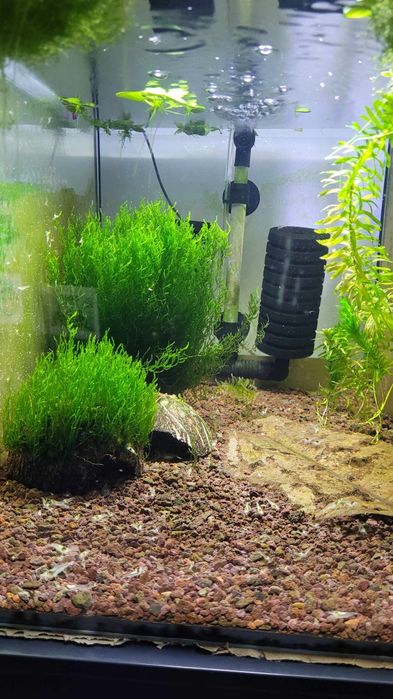 Скариди, ендлери и живи хранителни култури