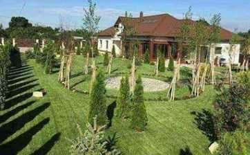 Tuia Smarald , Leilandy Plante Ornamentale