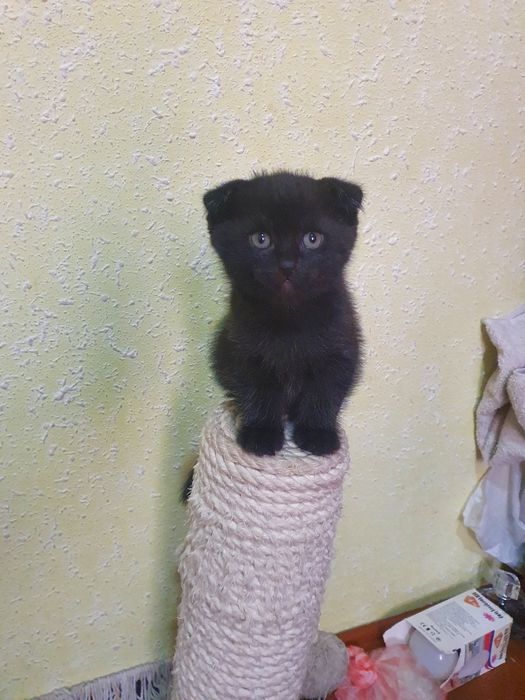 Парода скотиш фолд