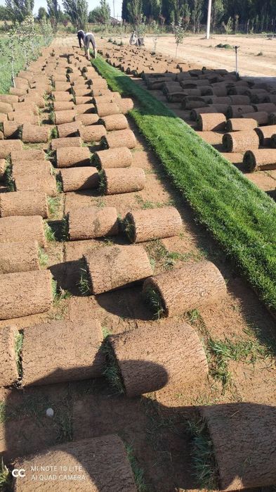 Газон рулонный..