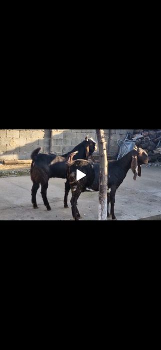 Коза Ешкі Коза ешкі