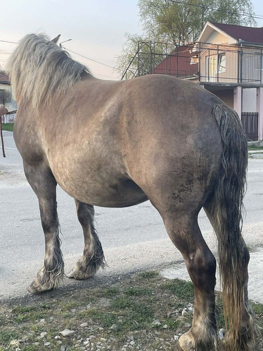 Vând iapa de 5 ani gestanta