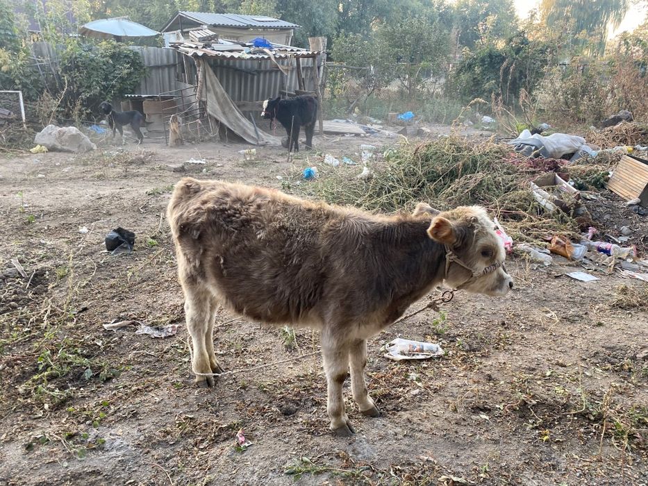 Продам 3 бычка звоните
