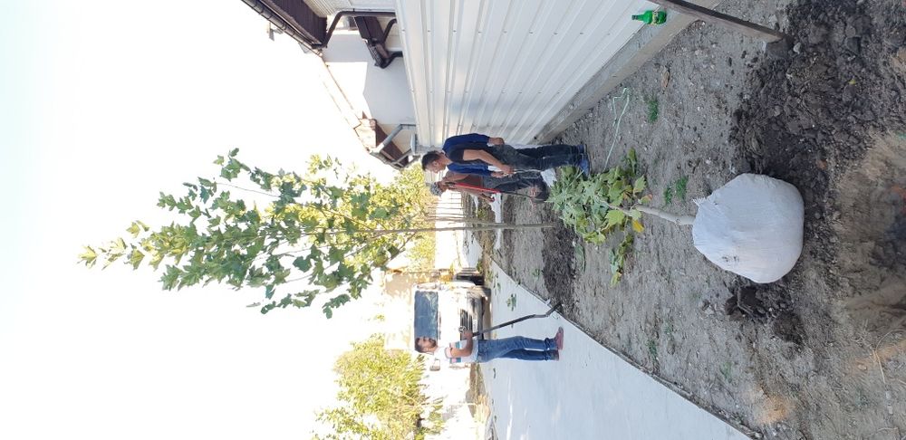 Vindem copaci foiosi platan de mai multe dimensiuni