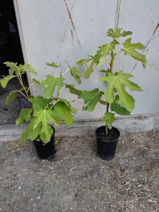 Далматинска смокиня - едра като круша