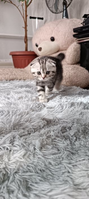 Шотландский котенок