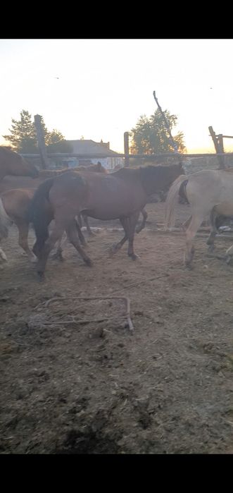 Продам кобылу  жеребая