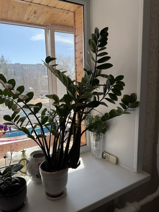 Замиокулькас долларовое дерево