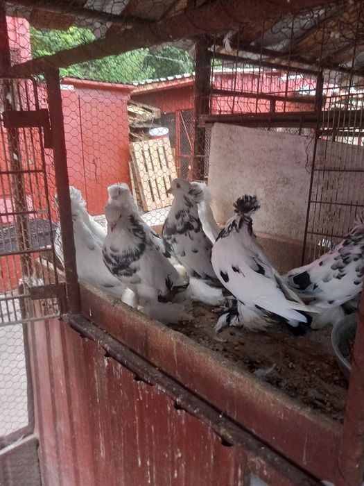 Porumbei de ornament uriași maghiari