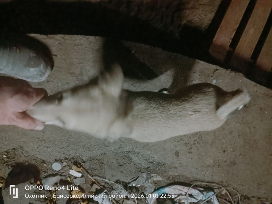 Лайка щенок 2 месяц