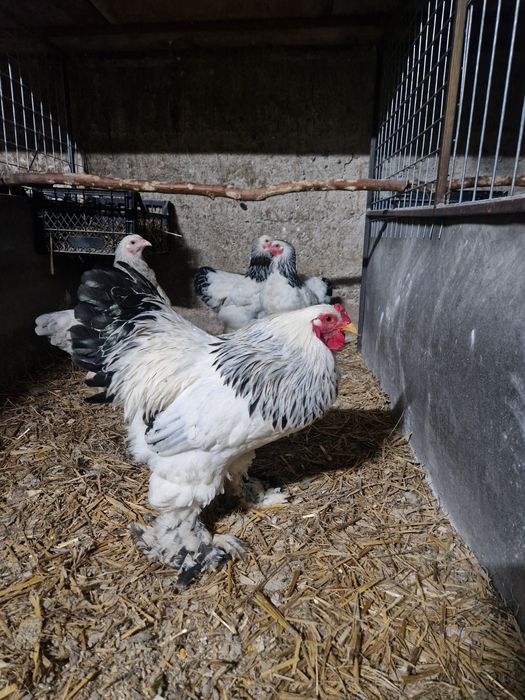 Brahma pitic HD, HDA, Potarnichiu