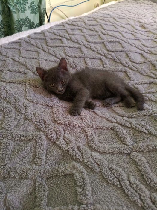 отдадим котят добрым людям