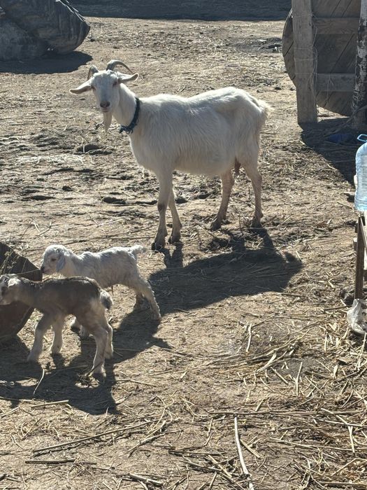Сауын лакты еши сатылады