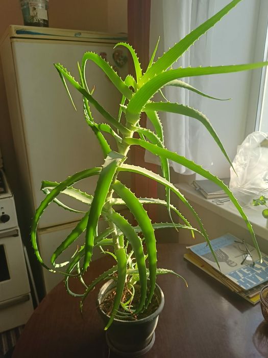 Алоэ древовидное-столетник