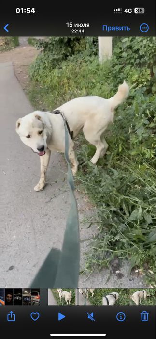 Алабай сатылады