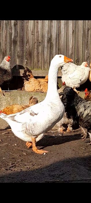 Trei gaste comune talie mare/ gaste romanesti