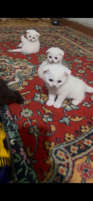 Котята британские вислоухие